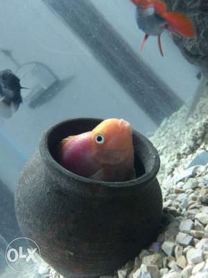 Orange And Pink Flowerhorn Fish