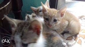 Orange And White Tabby Kittens