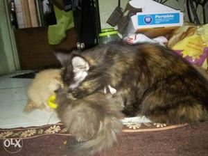 Percain cat origi traind active 2 months three kittens all