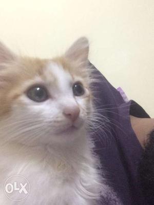 Percisn cross cat/litter train/2months old/with litter box