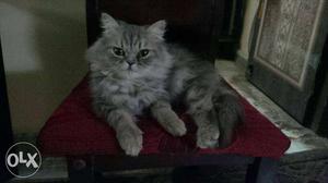 Persian cat female grey tabby colour