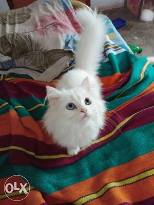 Persian cats and kittens available