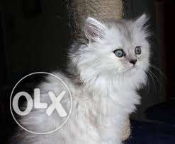 Persian female kitten white and grey 3 months it's urgent