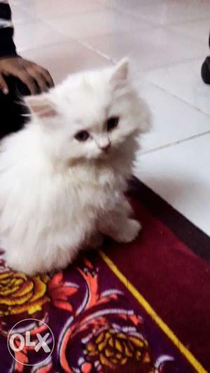 Persian kitten.. Doll Face.. Home Bred.. 2 months.. female