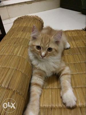 Persian kitten of 2.5 months old