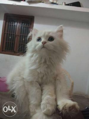 Persian kittens and cats