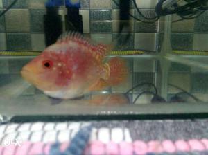Pink colour flower horn fish for sale. Size 7cm