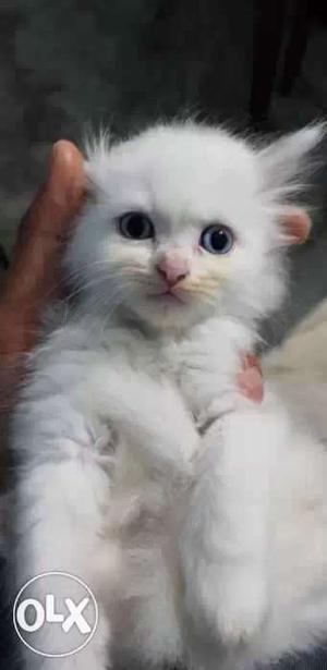 Pure White Persian Kittens 2 Months Old