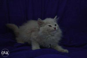 Pure lineage and heavy boned persian kittens