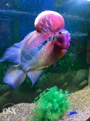 SRD Flowerhorn fish very active