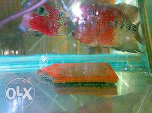 SRD Flowerhorn pair