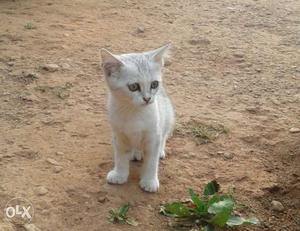 Short-fur White Kitte