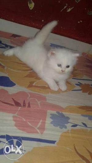 Short-fur White Kitten