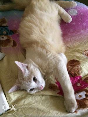 Short haired Persian cat, brownish-white
