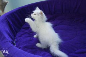 Show quality persian cat available