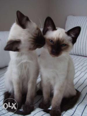 Siamese Kittens Available Here! Trust Kennel Pets Shop