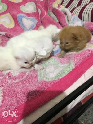 Three White And Orange Persian Kittens