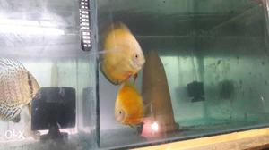 Two Yellow Fish