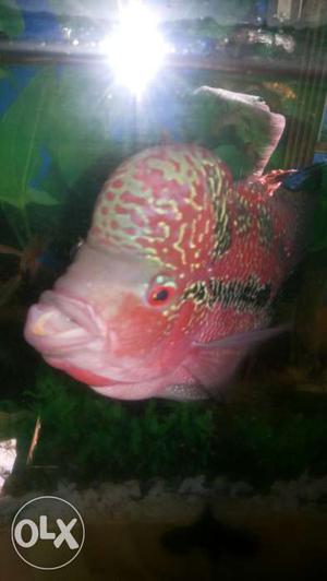 Want to sell 7" red dragon flowerhorn fully