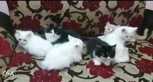 White And Black Kitten Litters