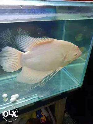 White Aquarium Fish