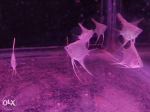 White Aquarium Fishes