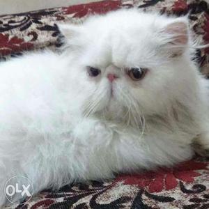 White Exotic Shorthair Kitten