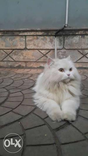 White Female Persian Cat