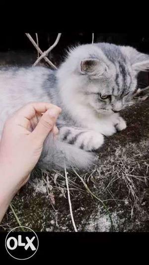 White Persian Cat