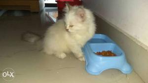 White Persian-Himalayan Kitten