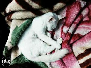 White cat female, inter breed, 11months old,