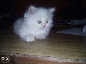 White persian cats male female available