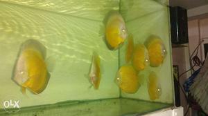 Yellow face white discus for sell