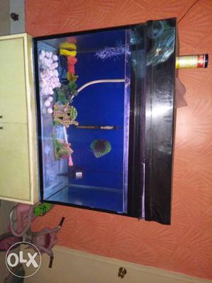' aquarium with Blue Diamond discus fish