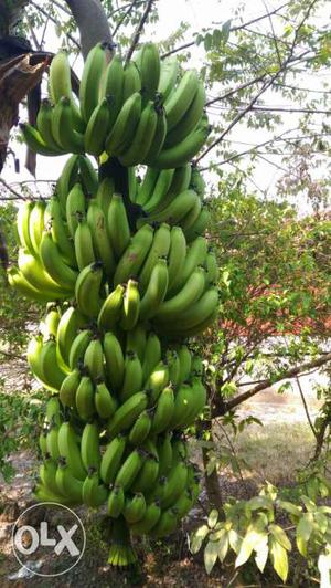 Bunch Of Green Banana Fruit