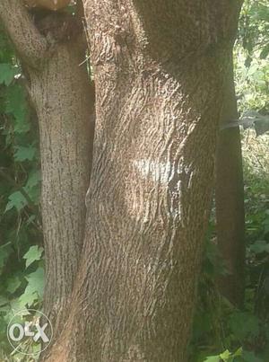 Portia tree for wood (cheelanthi maram)