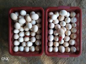 Eggs for rs for pure natikoli