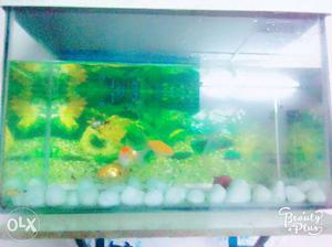 1.5 size fish tank and 1 oxygen and three