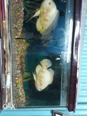 1 male and 1 female Oscar fish