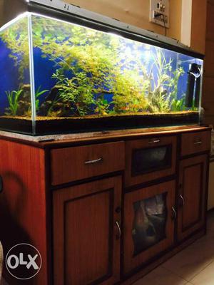 1 year used fish tank,3 amino shrimp Drift wood,