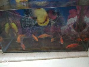 16 koi fish...very active for ₹800/-