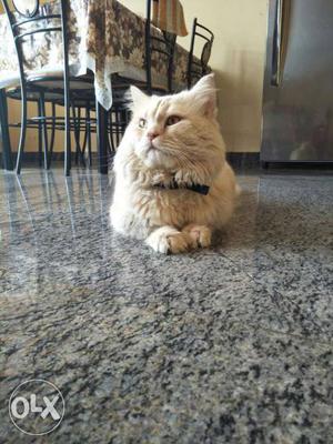 1year 3 months male Persian cat