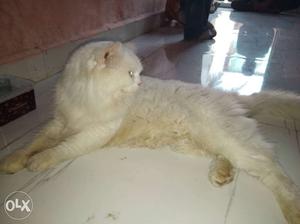 2.5 Months pure Persian Cat, Only For Mating.(NOT FOR SALE)