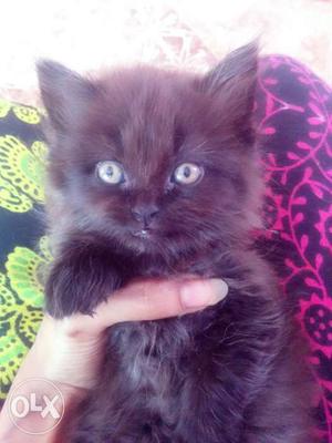 2 Months old Male Persian cat
