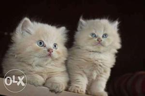 2 Persian male and female available in mumbai  each