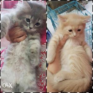 2 and half month male pure persian kittens for