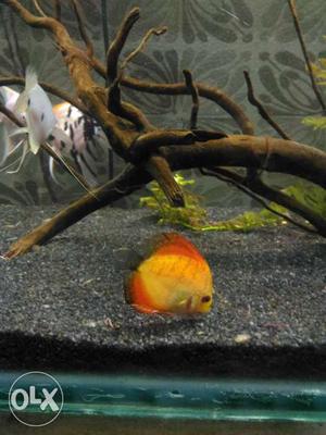 2 checkerboard and 1 red melon discus. size 6cm