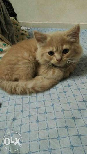 2 months old male pure persian baby kitten..