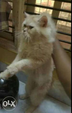 2 year old male persian punch face available for