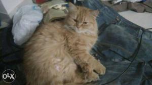 2 years old female fertile pure golden persian